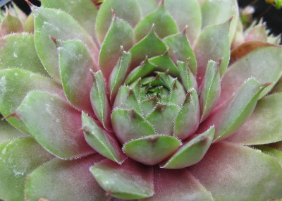 Sempervivum 'Rosie' 
